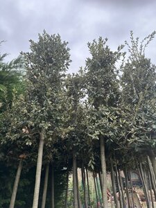 Quercus ilex 12-14 STA cont. 70L