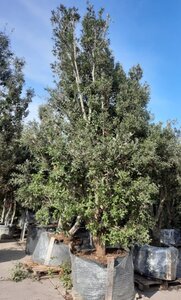 Quercus ilex 450-500 cm container multi-stem - image 5