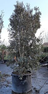 Quercus ilex 450-500 cm container multi-stem - image 14