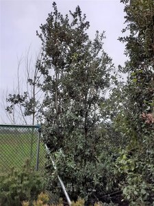 Quercus ilex 450-500 cm container multi-stem - image 13