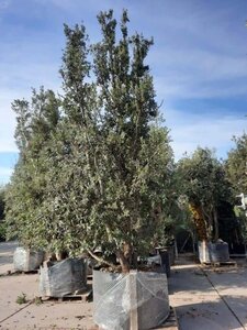 Quercus ilex 450-500 cm container multi-stem - image 17