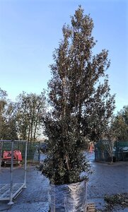 Quercus ilex 450-500 cm container multi-stem - image 10