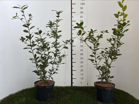 Quercus ilex 60-80 cm cont. 3,0L - afbeelding 6