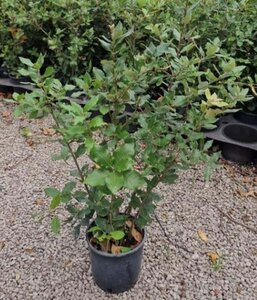 Quercus ilex 60-80 cm cont. 3,0L - afbeelding 9