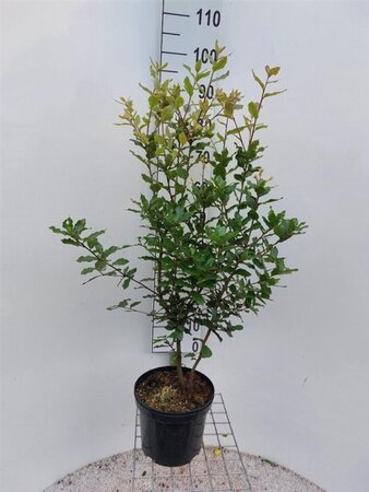 Quercus ilex 60-80 cm cont. 5,0L - image 6