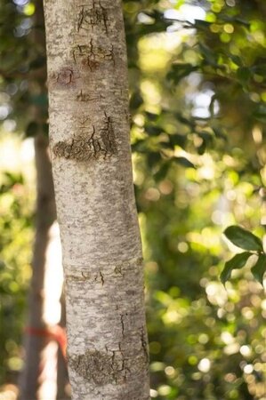 Quercus ilex 6-8 STA container - image 4