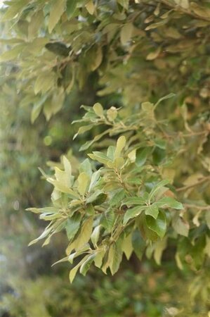 Quercus ilex 6-8 STA container - image 5