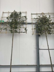 Quercus ilex 8-10 Hoogstam cont. 30L SCHERM,br120xh120 180 cm stam