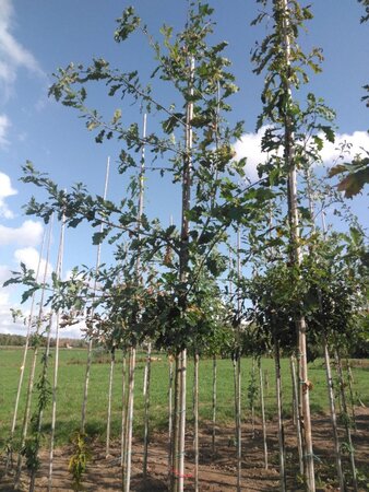 Quercus petraea 10-12 STA BR