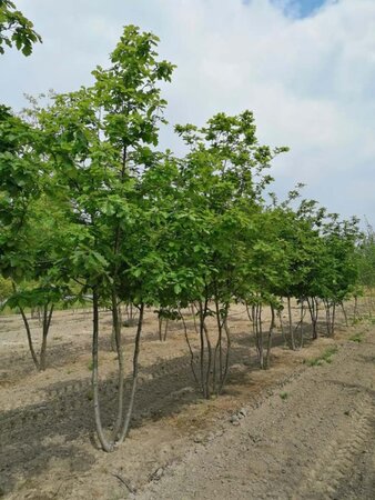 Quercus petraea 300-350 cm WRB multi-stem - image 4