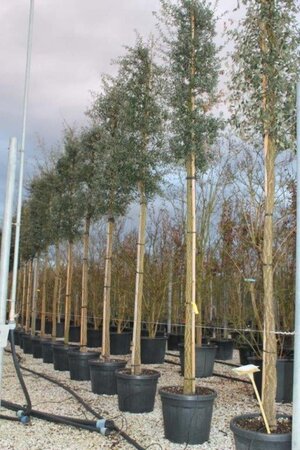 Quercus suber 14-16 STA cont. 50L