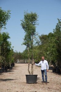 Quercus suber 300-350 cm cont. 230L meerstammig - afbeelding 3