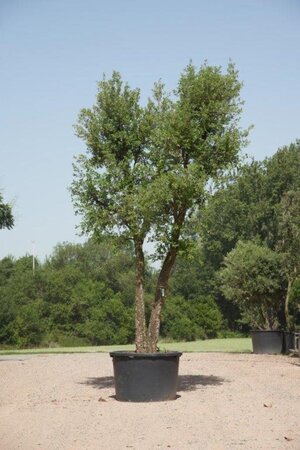 Quercus suber 450-500 cm cont. 375L multi-stem