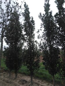 Quercus warei Regal Prince 14-16 cm WRB feathered 3 X V - image 2