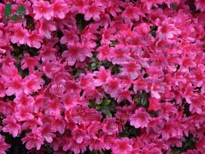 Rhododendron (AJ) 'Amoena' BLAUW 30-40 cm cont. 3,0L