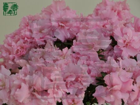 Rhododendron (AJ) 'Betty Ann Voss' 30-40 cm cont. 3,0L