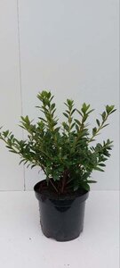 Rhododendron (AJ) 'Blaue Donau' BLAUW 30-40 cm cont. 3,0L - afbeelding 2