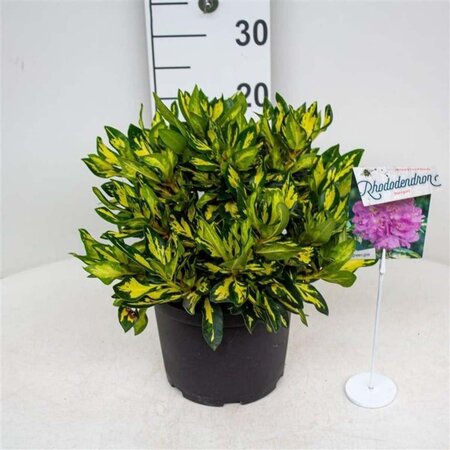 Rhododendron 'Blattgold' PAARS 30-40 cm cont. 5,0L