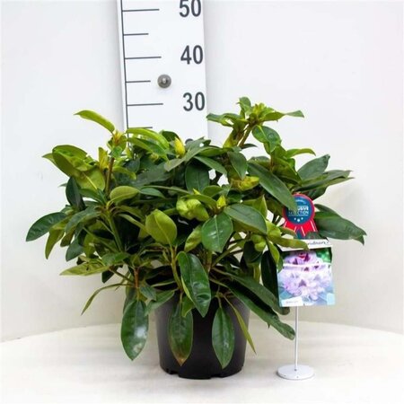 Rhododendron 'Blue Peter' 30-40 cm cont. 5,0L - afbeelding 1