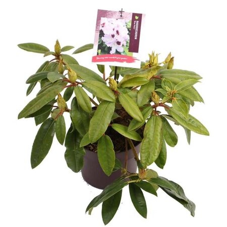 Rhododendron 'Blue Peter' 30-40 cm cont. 5,0L - afbeelding 2