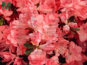 Rhododendron (AJ) 'Blaauw's Pink' ZALM 30-40 cm cont. 3,0L