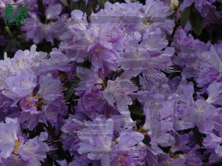 Rhododendron 'Blue Tit' dwerg BLAUW 20-25 cm cont. 2,0L