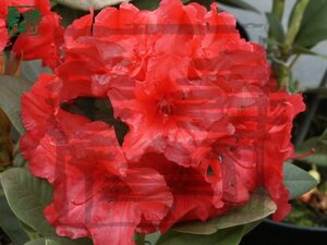 Rhododendron (Y) 'Dopey' ROOD 25-30 cm cont. 3,0L