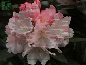 Rhododendron (Y) 'Dreamland' 25-30 cm cont. 3,0L