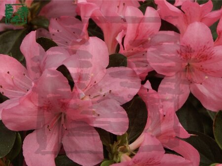 Rhododendron (AJ) 'Gilbert Mullie' ROZE 60-70 cm RB
