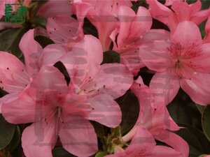 Rhododendron (AJ) 'Gilbert Mullie' ROZE 60-70 cm RB