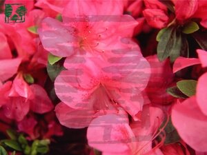 Rhododendron (AJ) 'Gorbella' ROZE 60-70 cm RB
