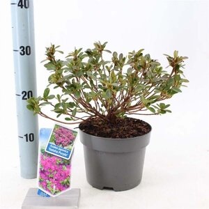 Rhododendron (AJ) Geisha Purple 20-25 cm cont. 2,0L - afbeelding 1