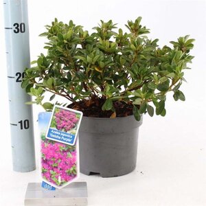 Rhododendron (AJ) Geisha Purple 20-25 cm cont. 2,0L - afbeelding 2