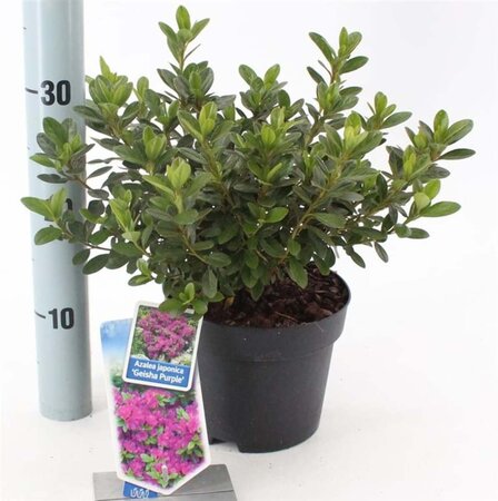 Rhododendron (AJ) Geisha Purple 20-25 cm cont. 2,0L - afbeelding 3