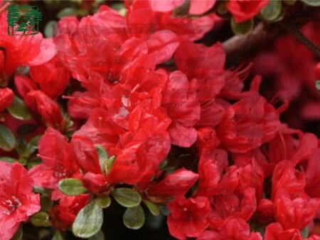 Rhododendron (AJ) 'Hino Crimson' ROOD 25-30 cm cont. 3,0L