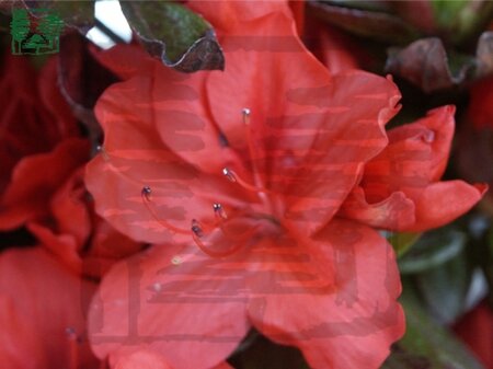 Rhododendron (AJ) 'Hot Shot' ZALM 25-30 cm cont. 3,0L
