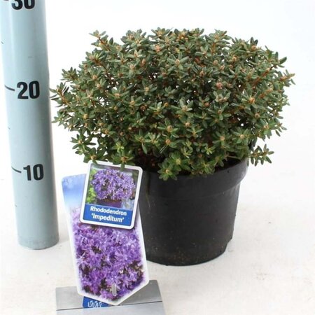 Rhododendron impeditum PAARS 20-25 cm cont. 2,0L - afbeelding 3