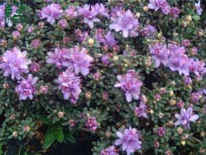 Rhododendron impeditum PAARS 20-25 cm cont. 2,0L - image 1