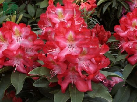 Rhododendron (AK) 'Junifeuer' 25-30 cm cont. 4,0L