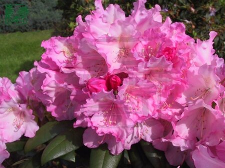 Rhododendron (Y) 'Kalinka' ROZE 25-30 cm cont. 3,0L