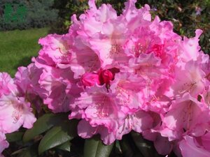 Rhododendron (Y) 'Kalinka' ROZE 30-40 cm cont. 3,0L