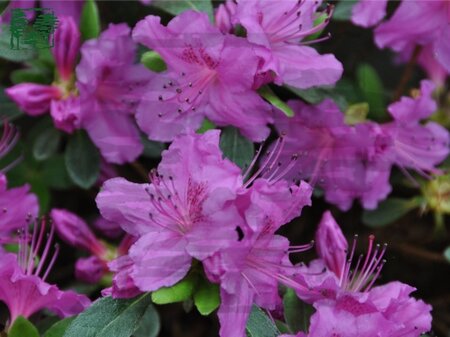 Rhododendron (AJ) 'Königstein' PAARS 20-25 cm cont. 2,0L - afbeelding 1