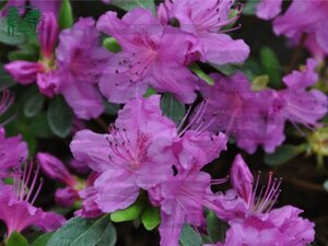 Rhododendron (AJ) 'Königstein' 20-25 cm cont. 2,0L