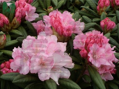 Rhododendron (Y) 'Morning Cloud' ROZE 30-40 cm cont. 3,0L