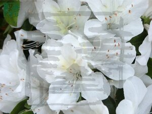 Rhododendron (AJ) 'Mount Everest' WIT 60-70 cm RB