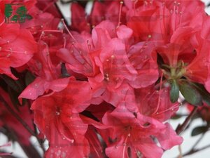 Rhododendron (AJ) 'Madame Galle' ROOD 25-30 cm cont. 3,0L