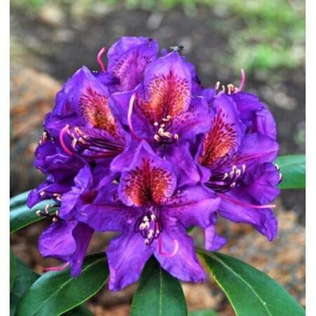 Rhododendron 'Marcel Menard' PAARS 40-50 cm cont. 5,0L - afbeelding 2