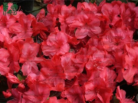 Rhododendron (AJ) 'Moederkensdag' ROOD 25-30 cm cont. 3,0L