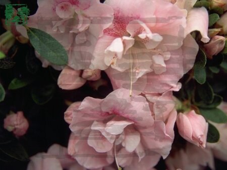 Rhododendron (AJ) 'Nancy of Robin Hill' ROZE 30-40 cm cont. 3,0L