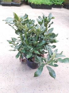 Rhododendron 'Nova Zembla' ROOD 30-40 cm cont. 4,0L - image 1